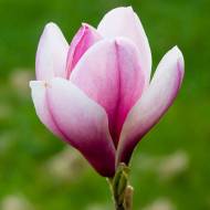 Саженец магнолии Cуланжа Pinkie в контейнере